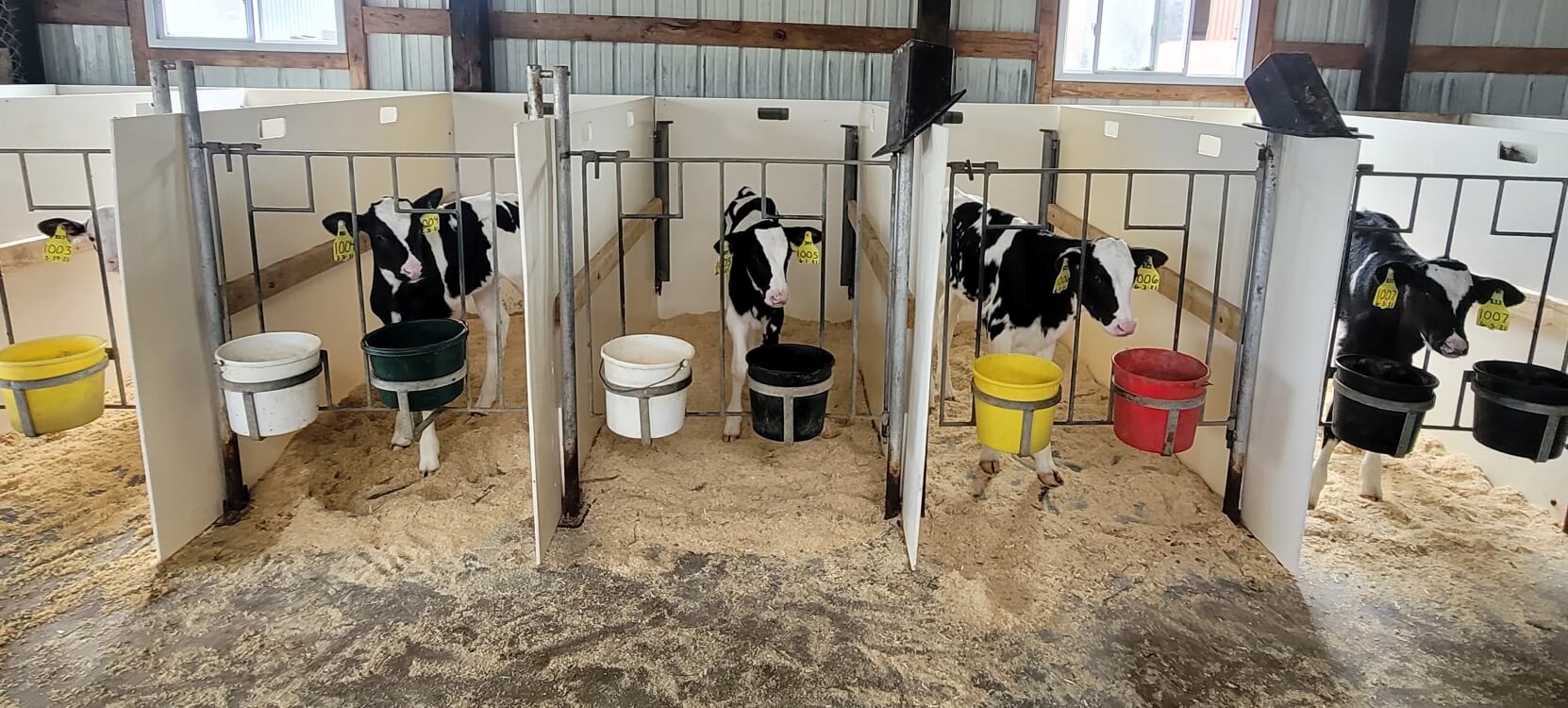 Calves